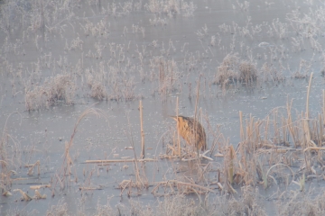 Wildlife Sightings for 12th January 2025